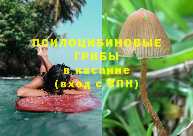 kraken зеркало  Абаза  Галлюциногенные грибы MAGIC MUSHROOMS 